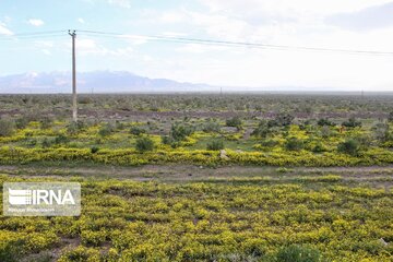 Beautiful nature of roads in southeast Iran