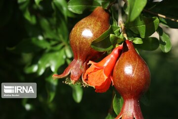 Pomegranate flowers in northern Iran