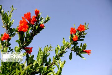 Pomegranate flowers in northern Iran