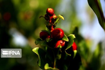 Pomegranate flowers in northern Iran