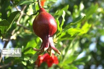 Pomegranate flowers in northern Iran