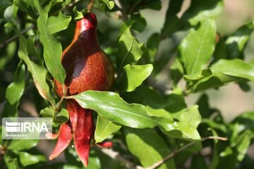 Pomegranate flowers in northern Iran