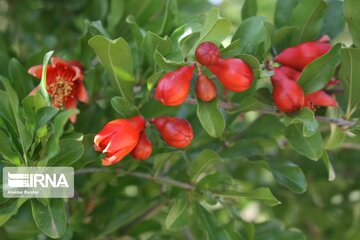 Pomegranate flowers in northern Iran