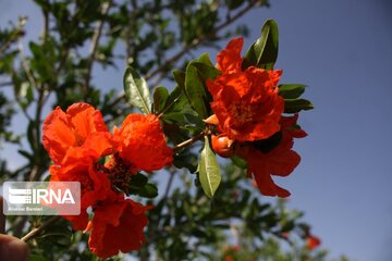 Pomegranate flowers in northern Iran