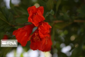 Pomegranate flowers in northern Iran