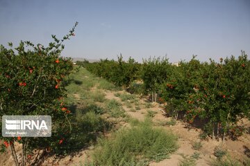 Pomegranate flowers in northern Iran