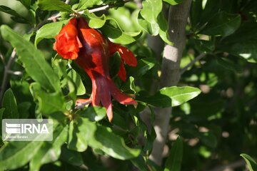 Pomegranate flowers in northern Iran