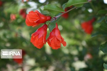 Pomegranate flowers in northern Iran