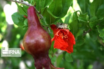 Pomegranate flowers in northern Iran