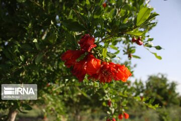 Pomegranate flowers in northern Iran