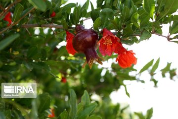 Pomegranate flowers in northern Iran