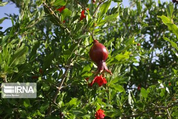 Pomegranate flowers in northern Iran