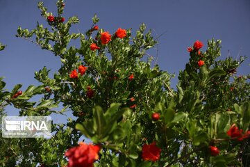 Pomegranate flowers in northern Iran