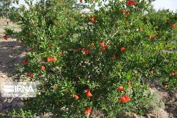 Pomegranate flowers in northern Iran