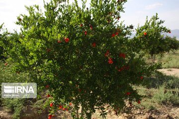 Pomegranate flowers in northern Iran