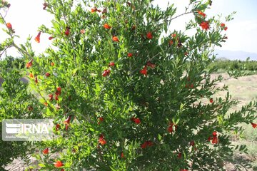 Pomegranate flowers in northern Iran