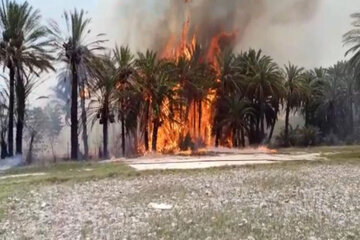 آتش سوزی نخلستان های شهرستان راسک