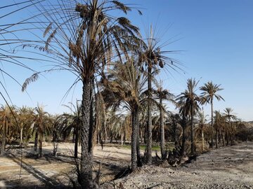 آتش سوزی نخلستان‌های شهرستان راسک