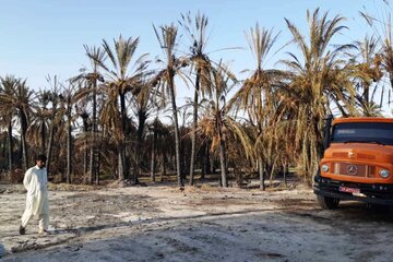 آتش سوزی نخلستان های شهرستان راسک