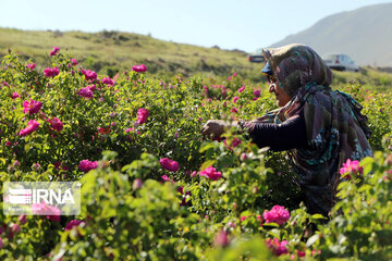 Damask rose farm in Iran