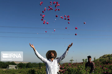 Damask rose farm in Iran