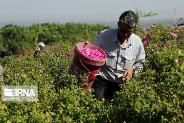 Damask rose farm in Iran