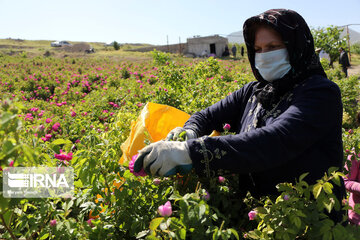 Damask rose farm in Iran