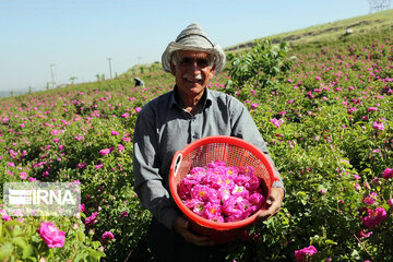 Damask rose farm in Iran