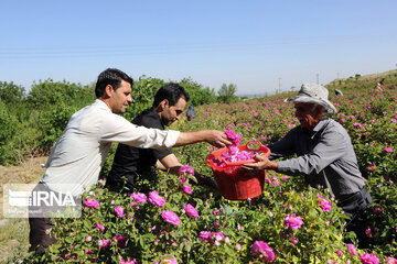 Damask rose farm in Iran