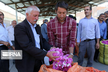 Damask rose farm in Iran