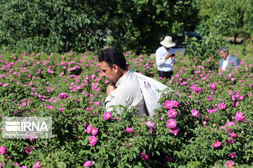 Damask rose farm in Iran