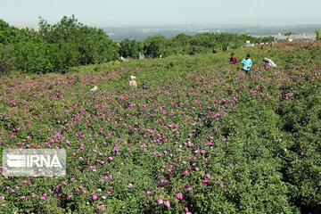 Damask rose farm in Iran