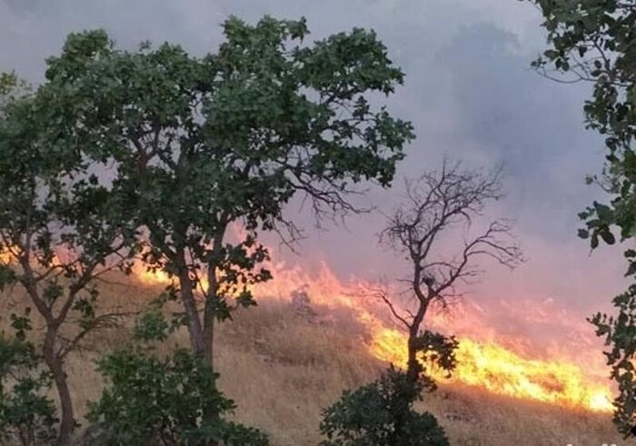 فرماندار لارستان: بدون برنامه‌ریزی نمی‌توان با آتش‌سوزی جنگل‌ها مقابله کرد