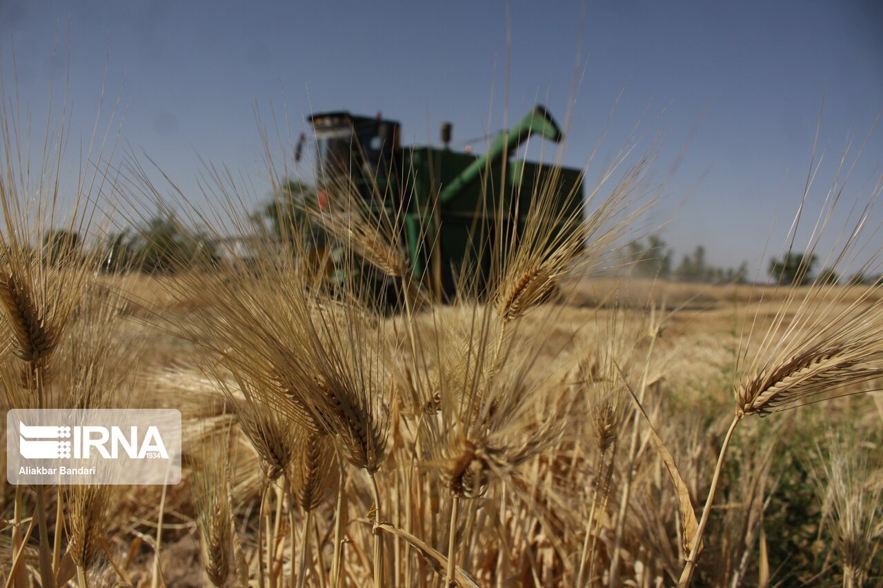 برداشت جو از مزارع شهرستان ری آغاز شد