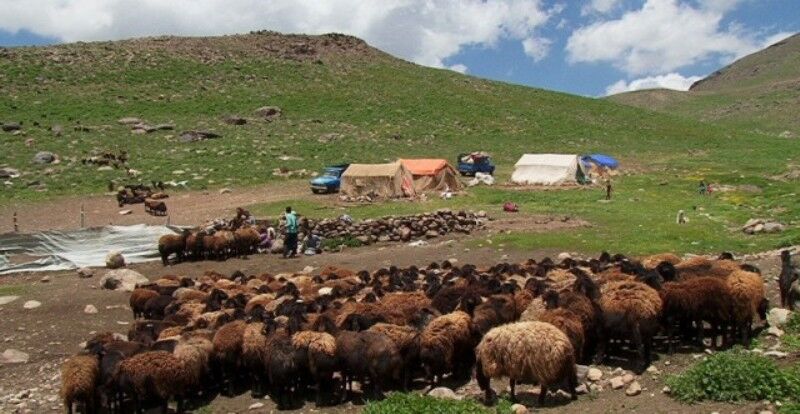 30 درصد از محصول گوشت قرمز تولیدی عشایر چهارمحال و بختیاری ارگانیک تولید می شود.