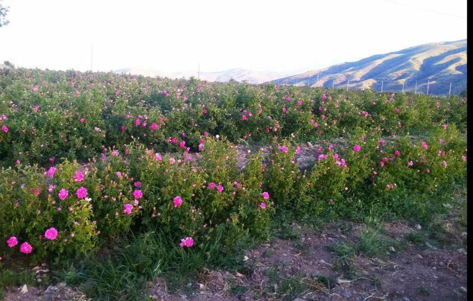 گل محمدی برند کشاورزی خلخال می‌شود