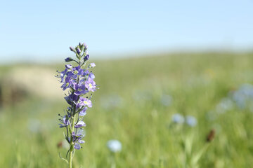 طبیعت بهاری دامنه های سبلان در اردبیل