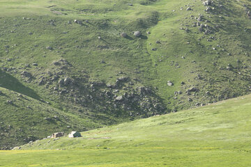 طبیعت بهاری دامنه های سبلان در اردبیل