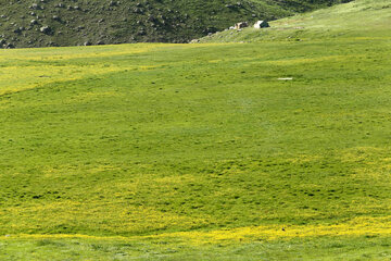 طبیعت بهاری دامنه های سبلان در اردبیل