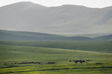 طبیعت بهاری دامنه های سبلان در اردبیل