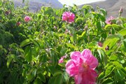 Rosen-Pflücken in Stadt Kashan