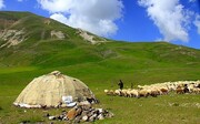 عشایر خراسان شمالی ۳۰ درصد گوشت استان را تامین می‌کنند