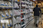 بیش از پنج هزار تن برنج در کردستان توزیع شد 