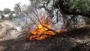 وقوع ۱۲ حادثه آتش سوزی در عرصه‌های طبیعی استان تهران