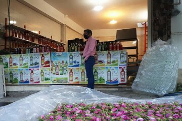 Iran : cueillette de roses à Kachan sous l'ère du Covid-19