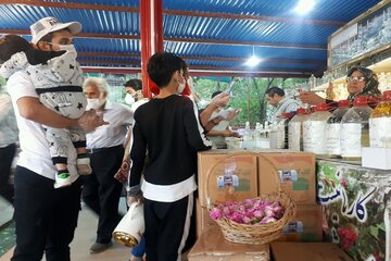 Iran : cueillette de roses à Kachan sous l'ère du Covid-19