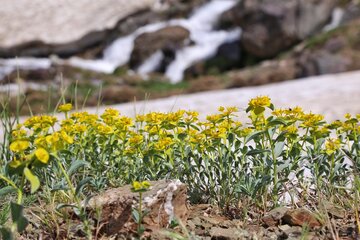 کوه بزسینا