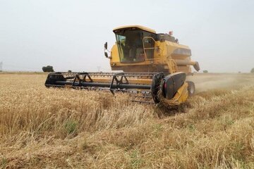 حدود ۲۸۰ هزار تن گندم در استان اصفهان تولید می‌شود