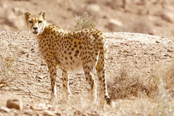 جلوه‌گری طبیعت خراسان شمالی در بهار 