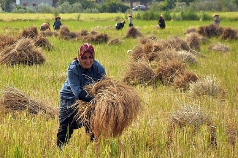 پیش‌بینی 10 هزار تن افزایش تولید برنج در گیلان